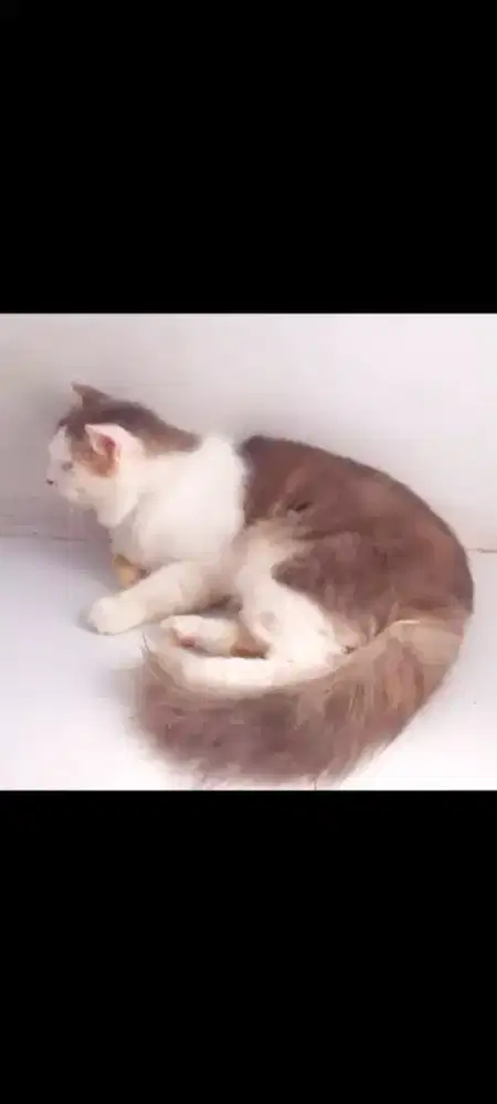 Kucing Persia Jantan dewasa'  Big bone