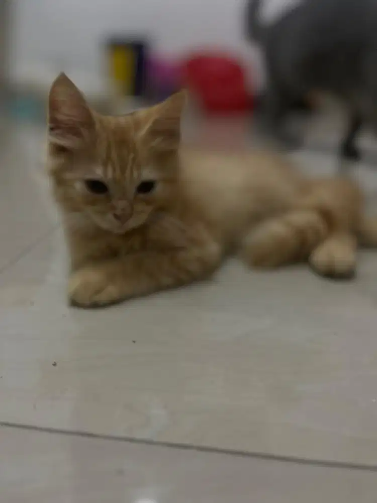 Kitten anak kucing persia