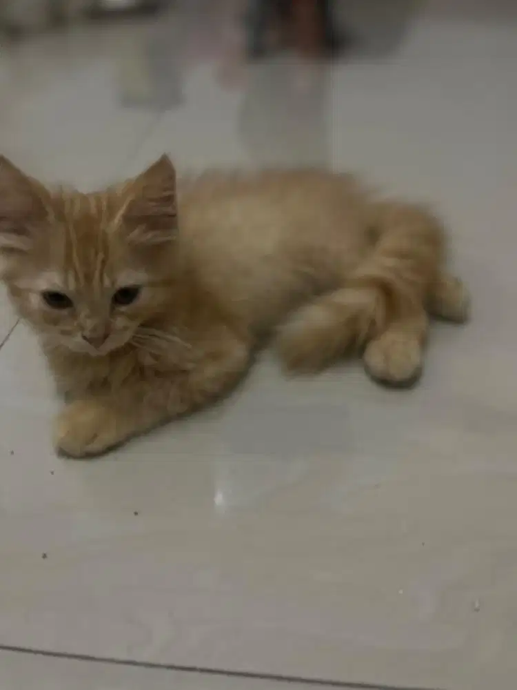 Kitten anak kucing persia bsh
