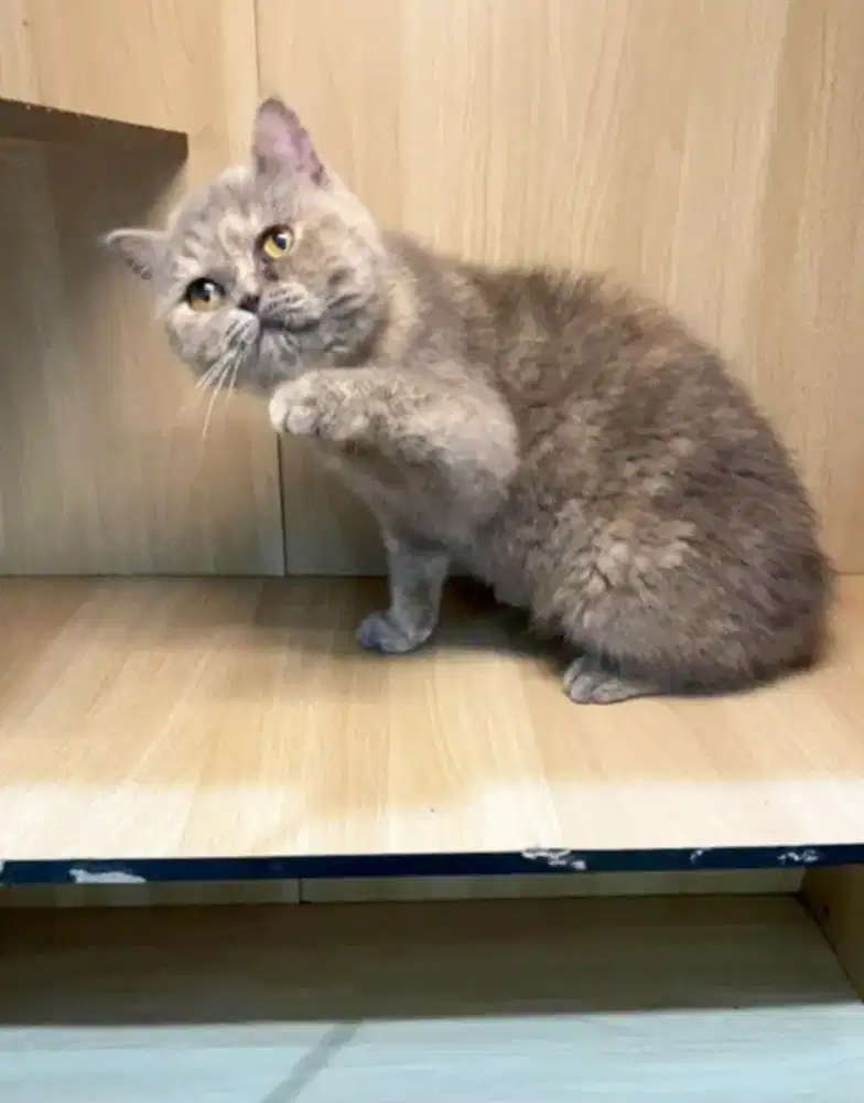 Indukan betina BSH mix