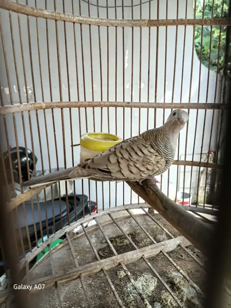 Tt/bt kutut betina warna mocca dengan kutut jantan nggayer