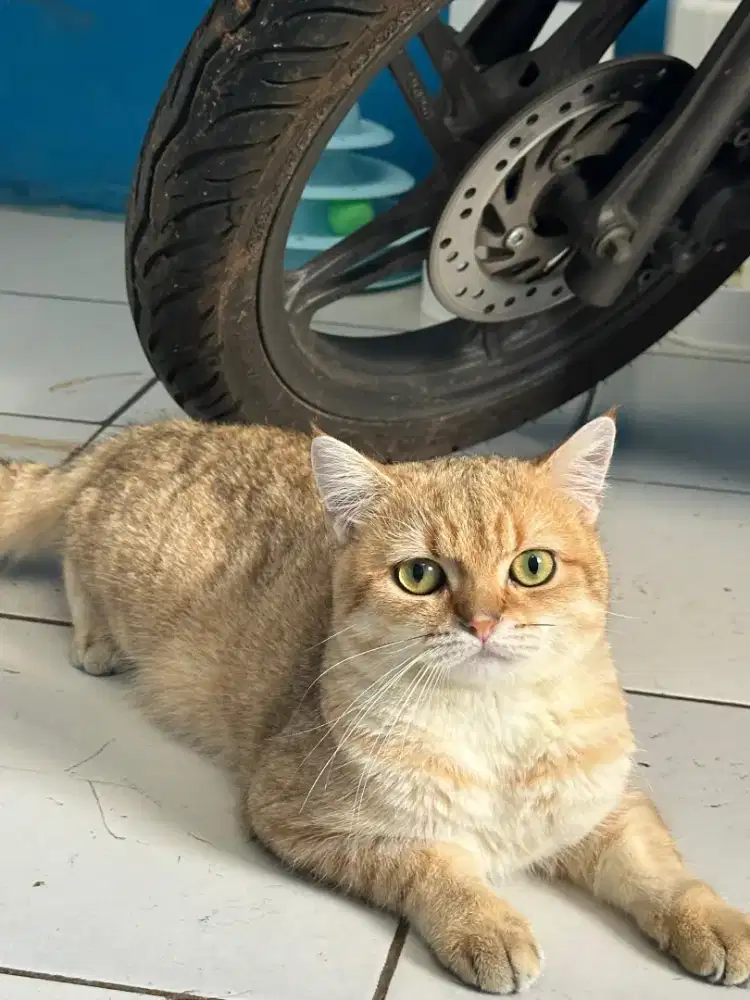Lepas adop kucing British golden umur 1.5 thun gendut