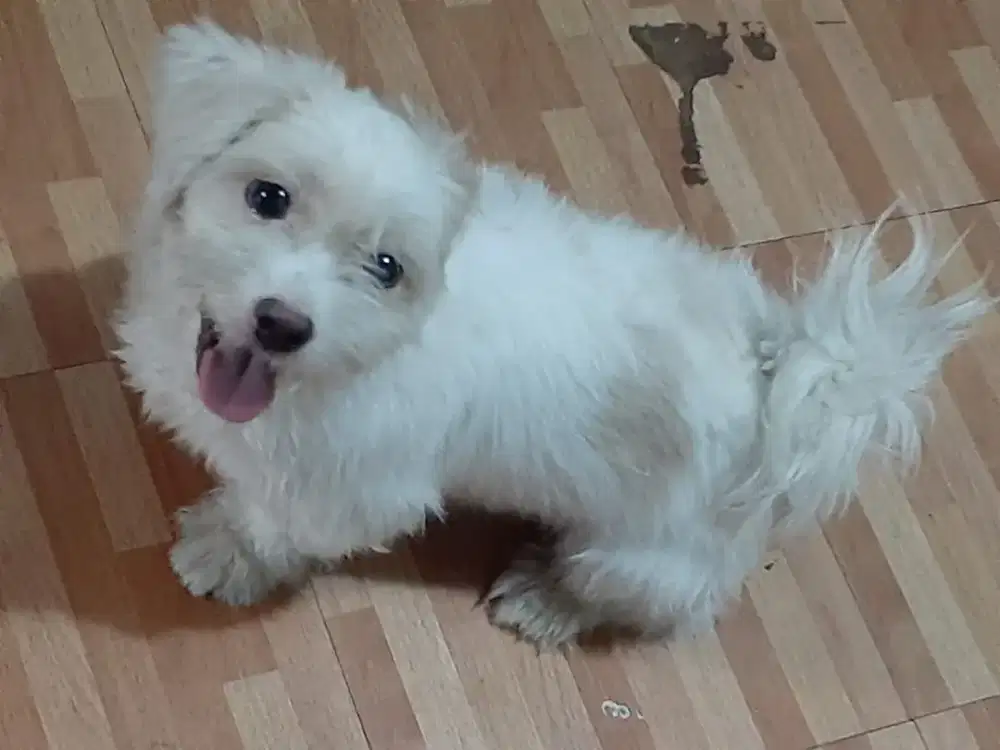 Jual Anjing Maltese