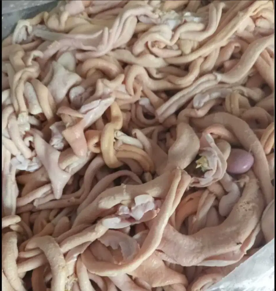 usus ayam mentah