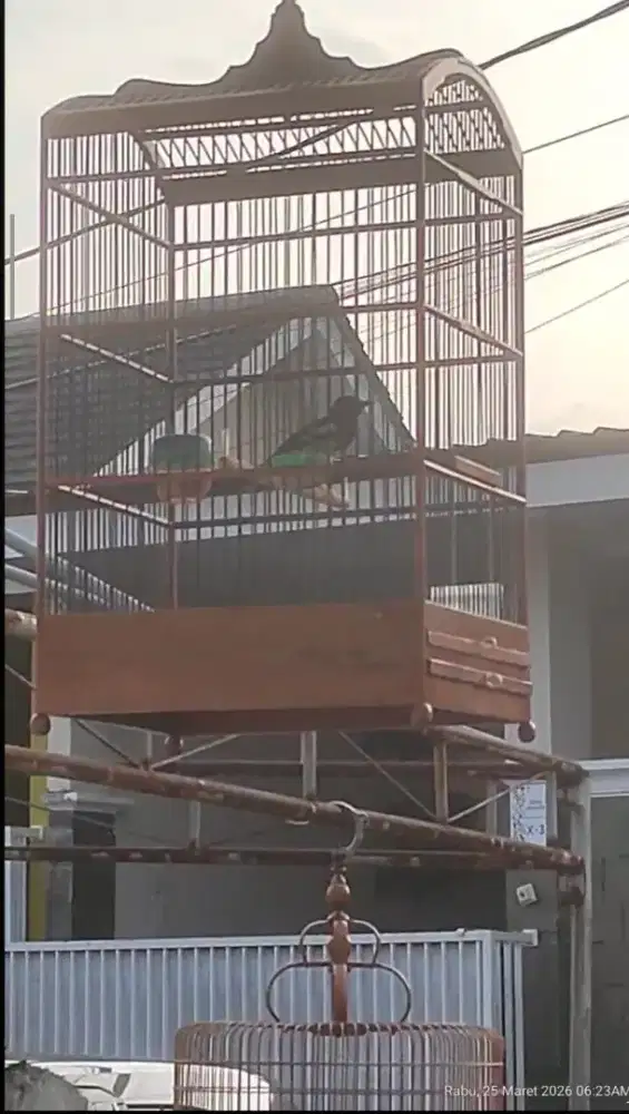Burung Anis Kembang Plong