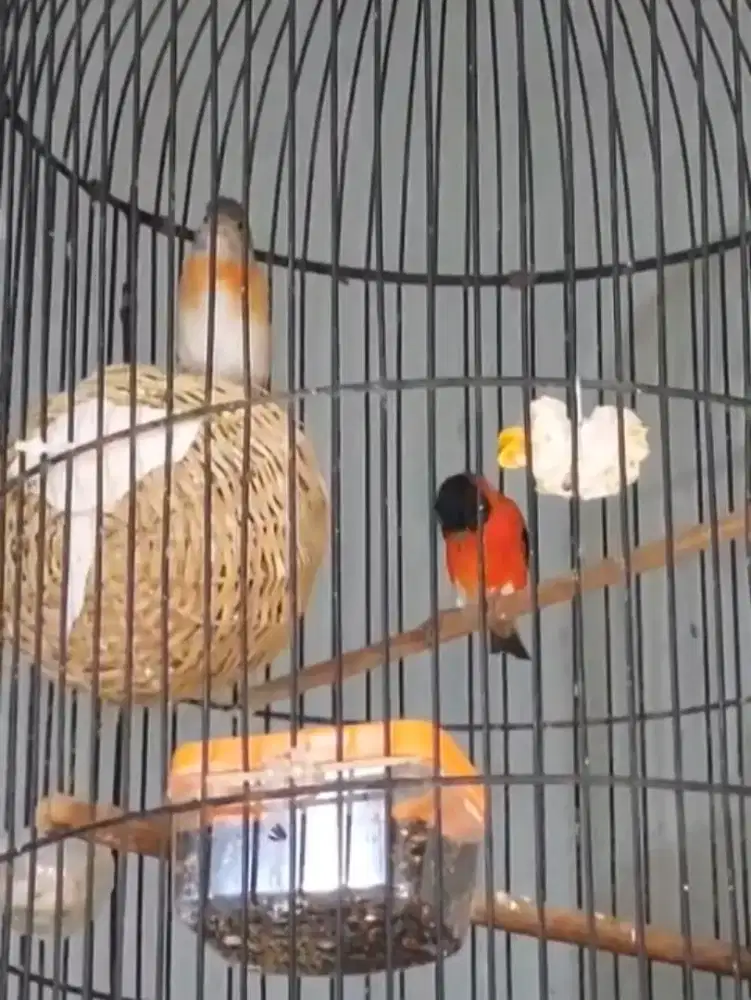Red Siskin dewasa jantan betina materi ternak