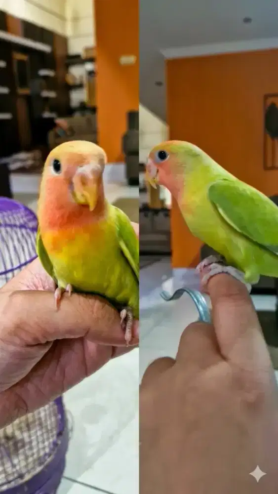 Lovebird nonklep jinak
