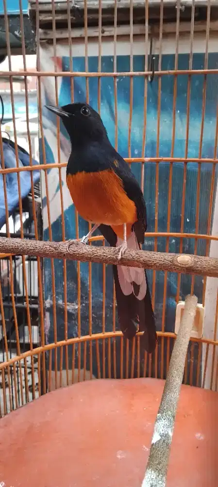 Murai medan gacor