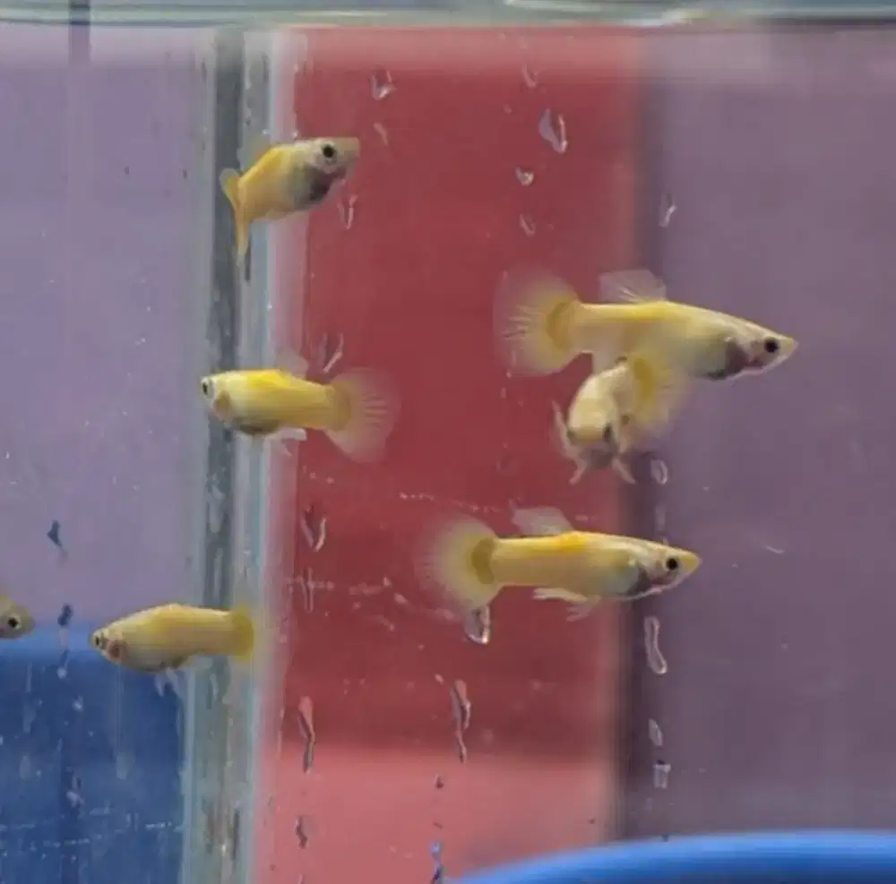 Mainan Ikan Guppy Murah Antapani
