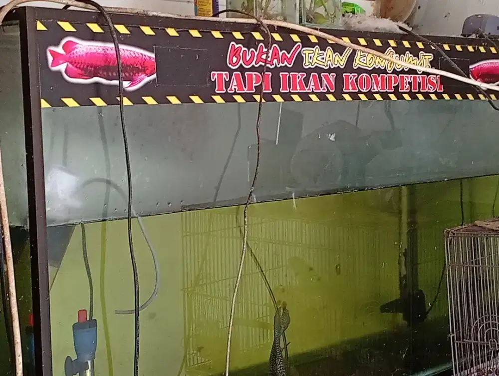 Aquarium untuk ikan arwana