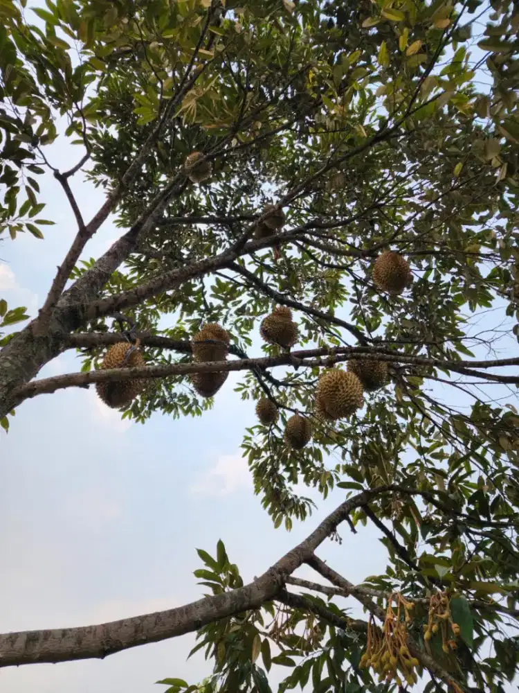 jual tanah daerah bogor.