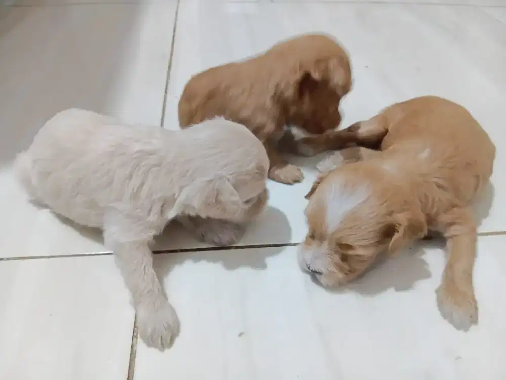 Anjing maltipo sepasang