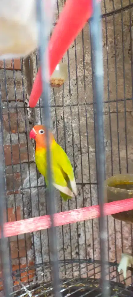 Lovebird remaja