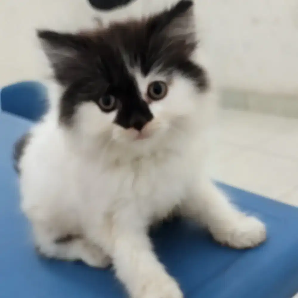 Anak Kucing Kitten Persia Jantan 2,5 Bulan