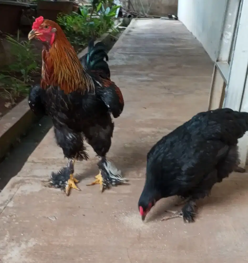 Ayam black brahma sepasang