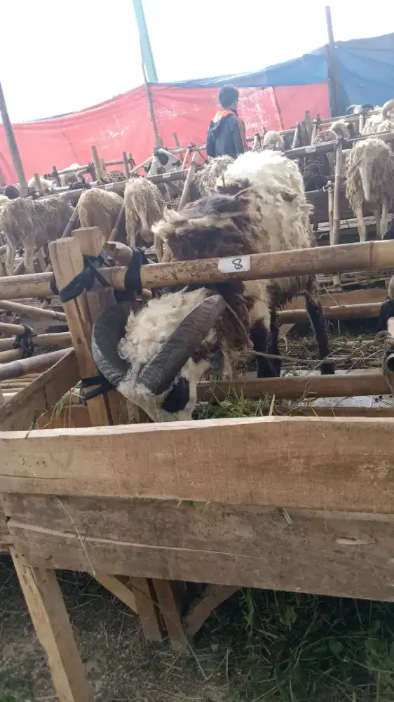Qurban2026#dombamurah#sapimurah#qurbanbandung#gratisongkir#dombabesar