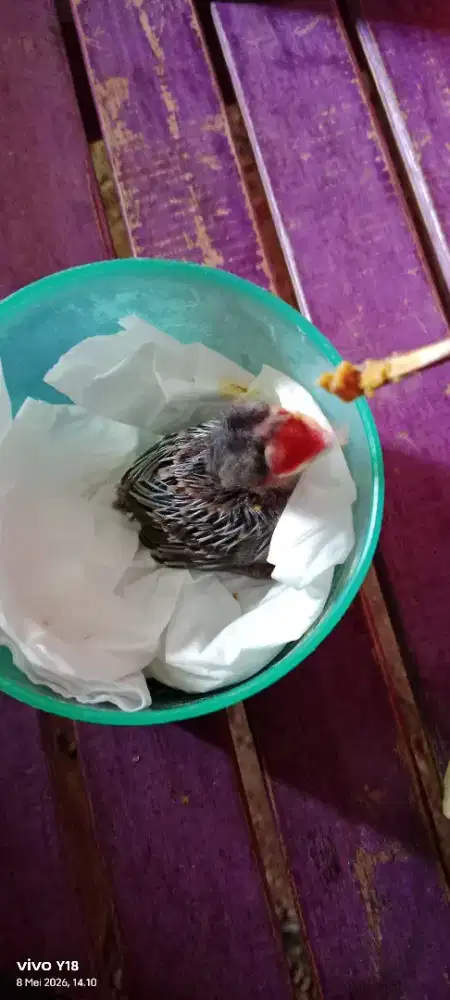 burung trucuk anak tunggal tidak tau jantan/betina surien banda aceh,