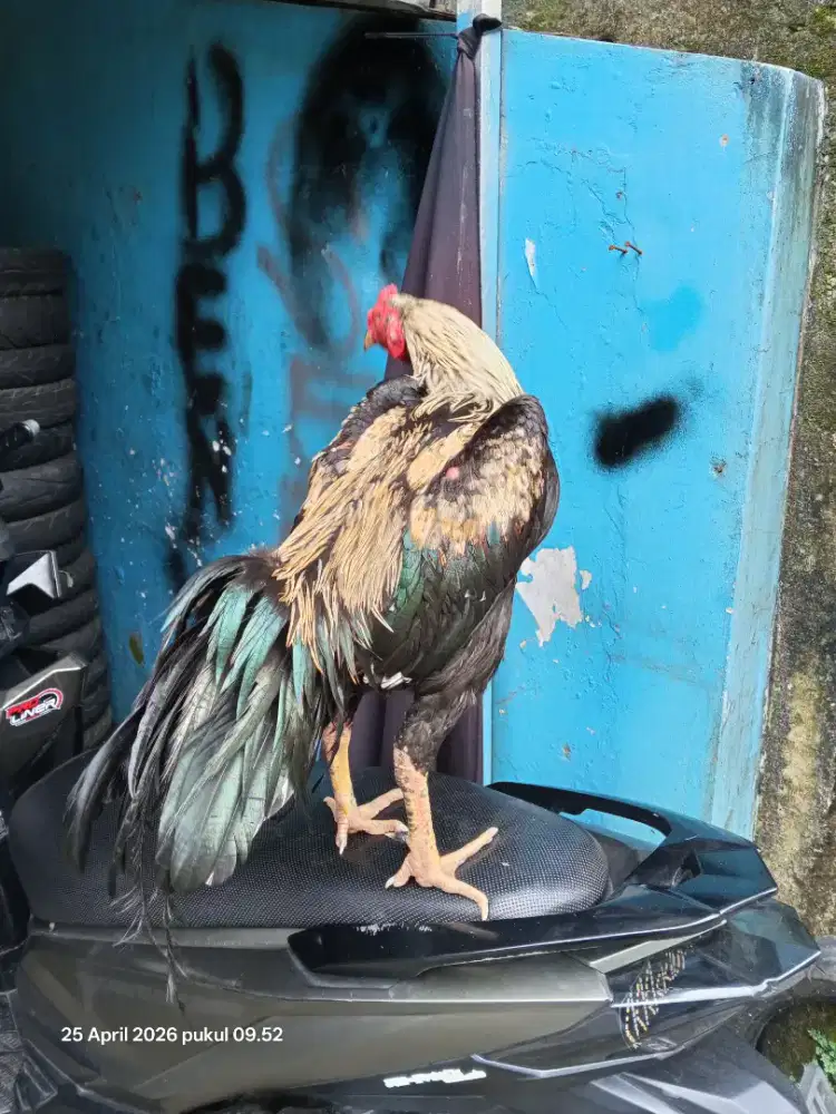 Jual ayam kesayangan