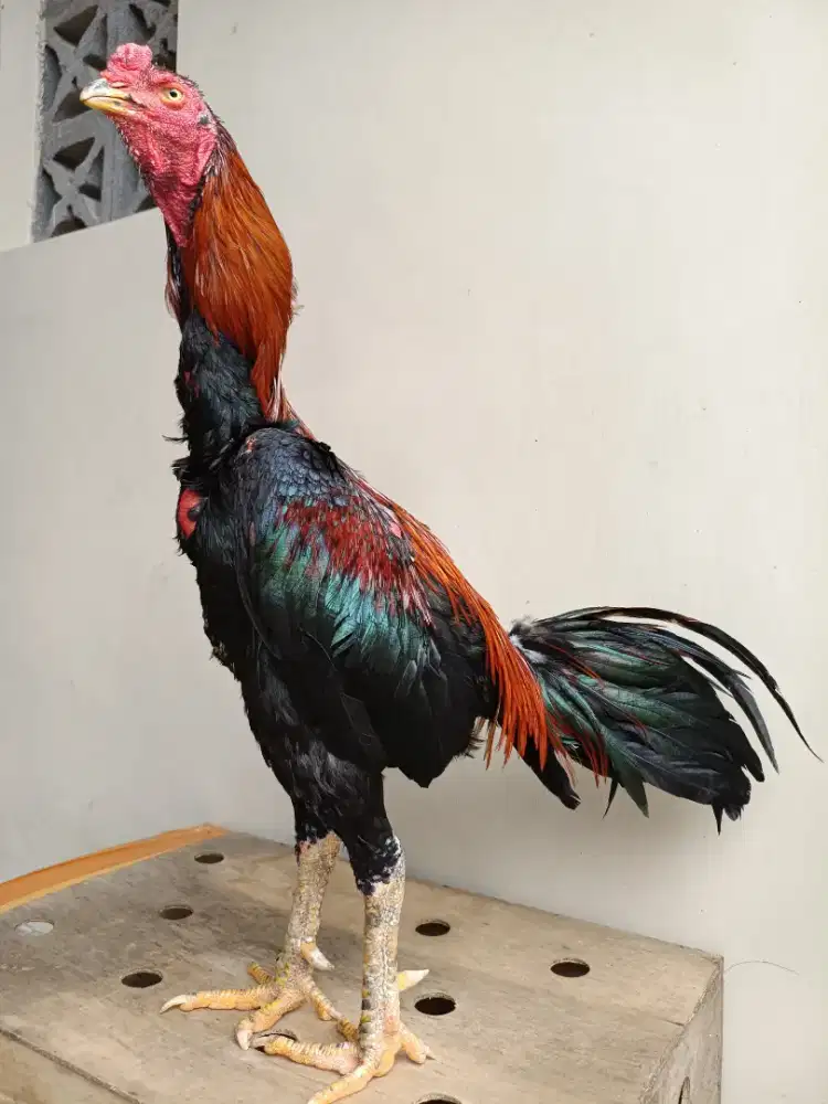 Pejantan ayam bangkok khoytrad