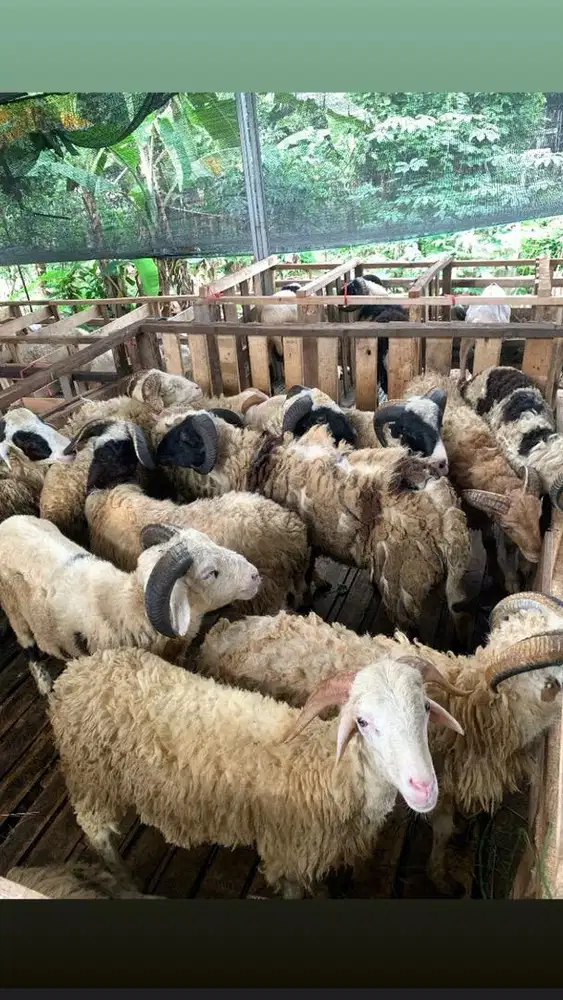 domba dan kambing qurban