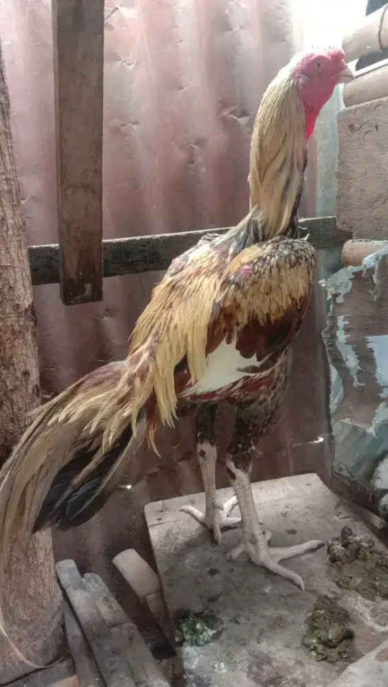 Ayam Siam bulu cantik