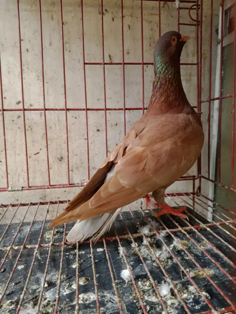 burung dara bujangan tuker perkutut lokal boleh