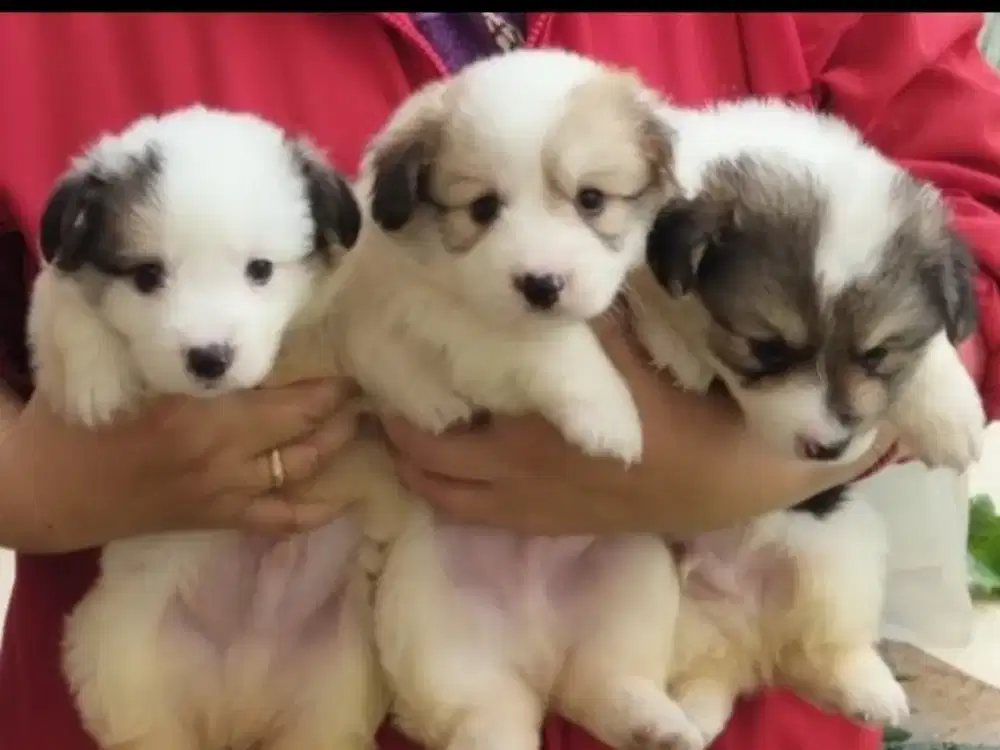 Dicari pawparents baby Corgy