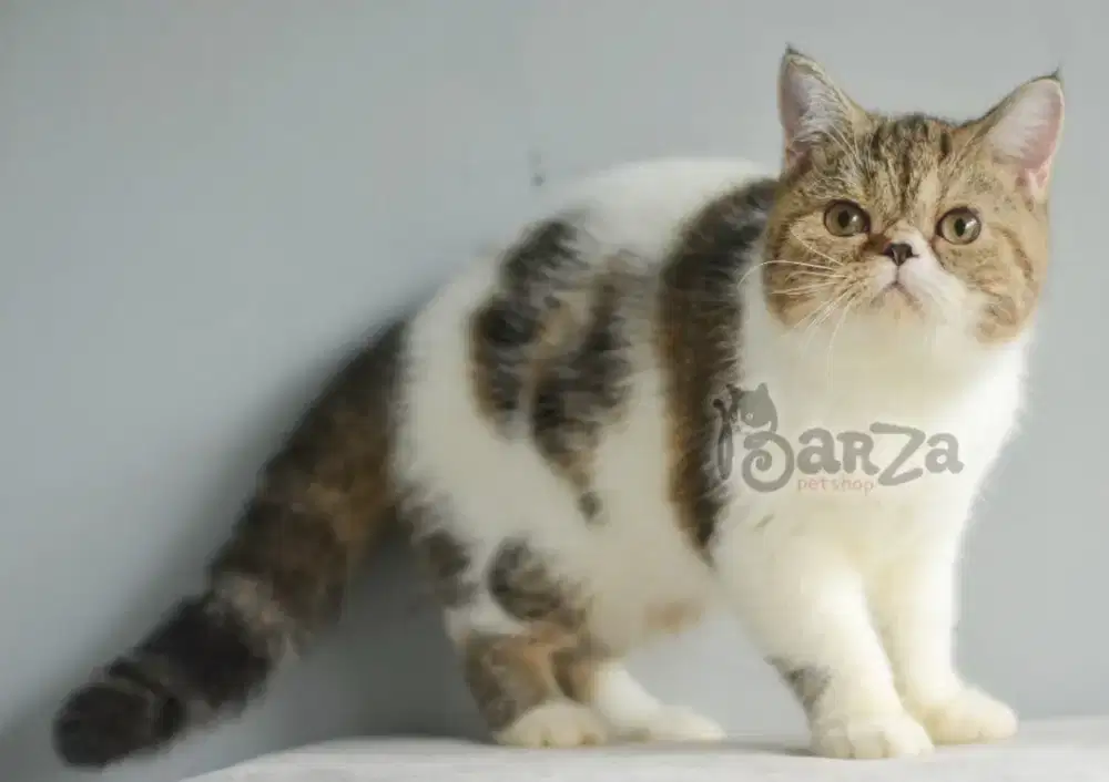 Kucing Exotic shorthair