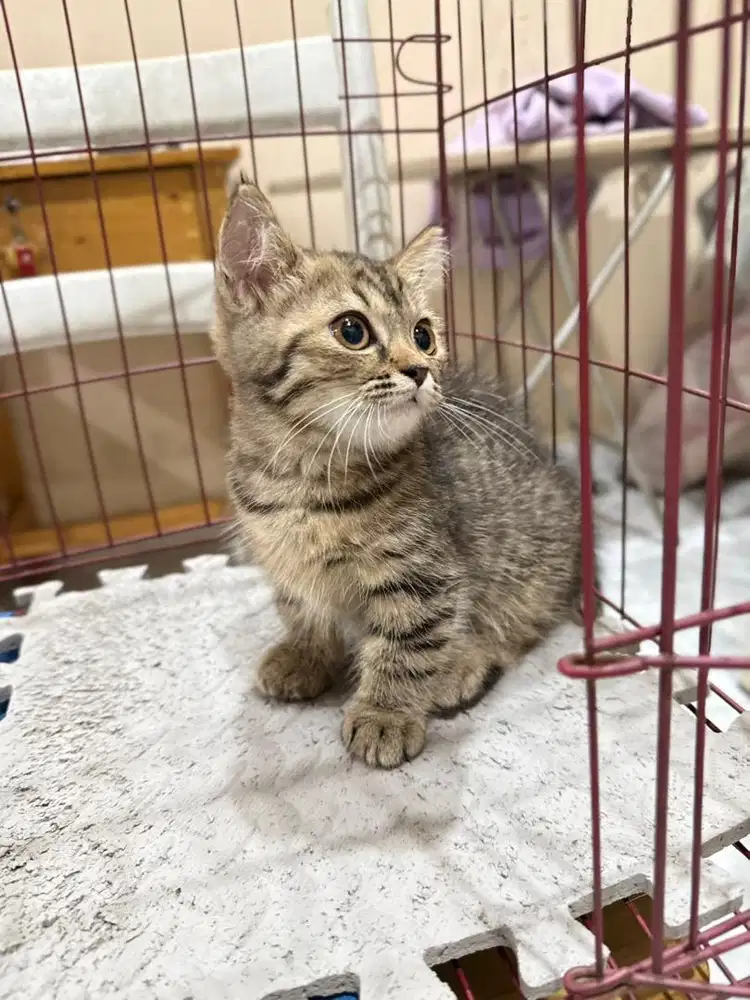 Kucing Munchkin BSH persia anggora