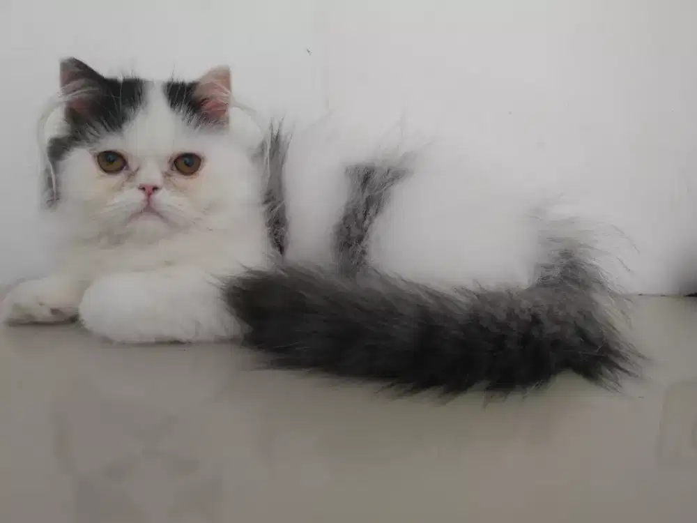 Kucing persia betina