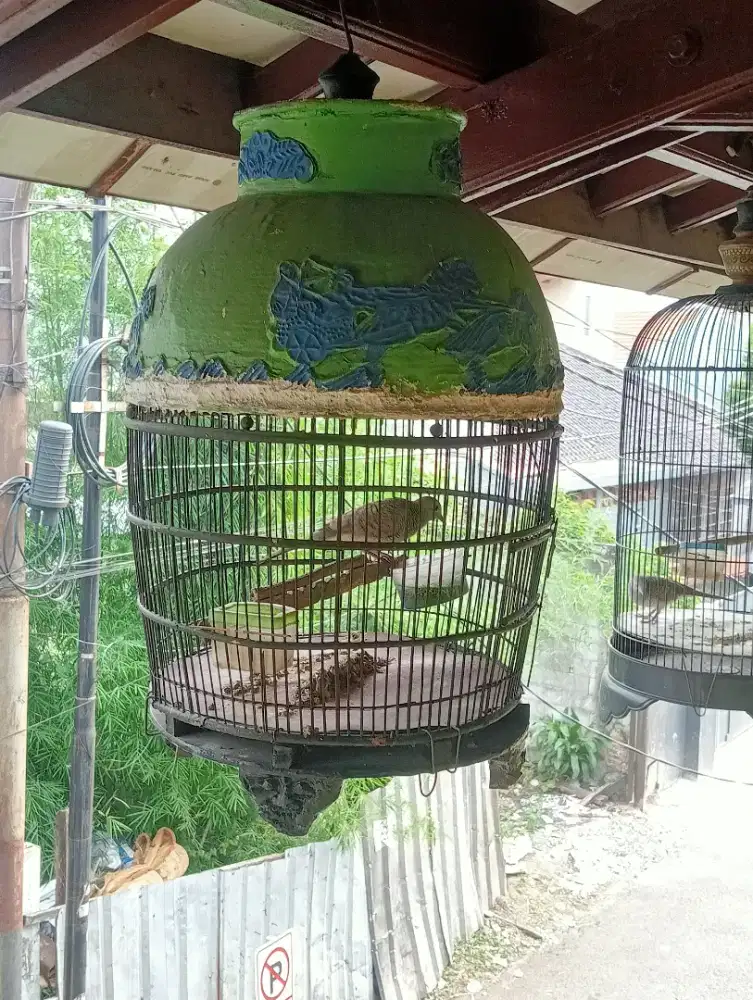 Di jual burung perkutut lokal fs
