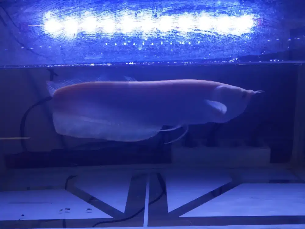 Ikan arwana silver albino