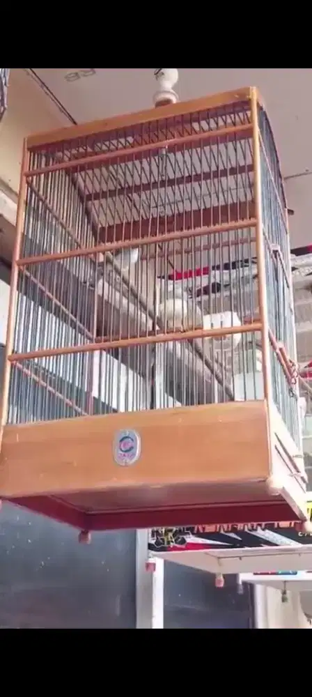 Burung ciblek kristal