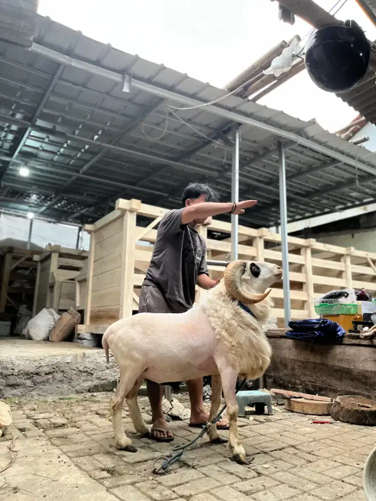 Domba garut kelas B premium