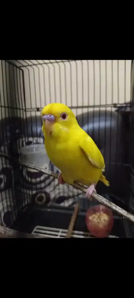Lutino mm mantap