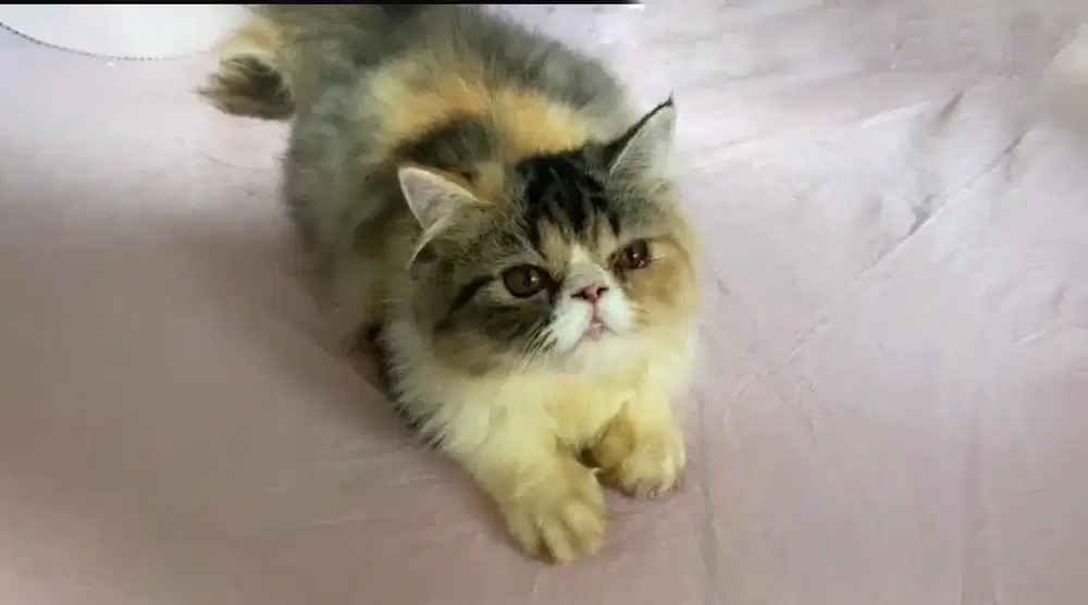 Peaknose betina 4bln