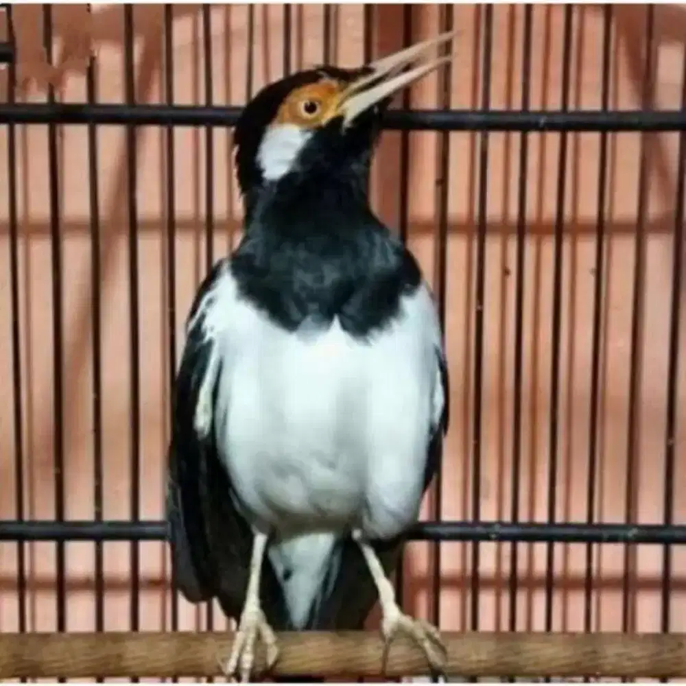 Burung jalak suren gacor