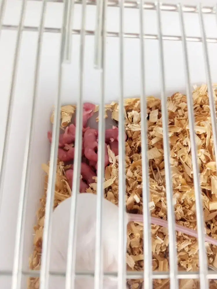 Tikus mencit Pakan predator dll