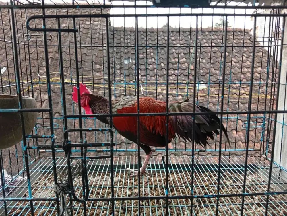 Ayam bekisar merah