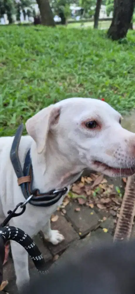 OPEN ADOPT Healthy dog