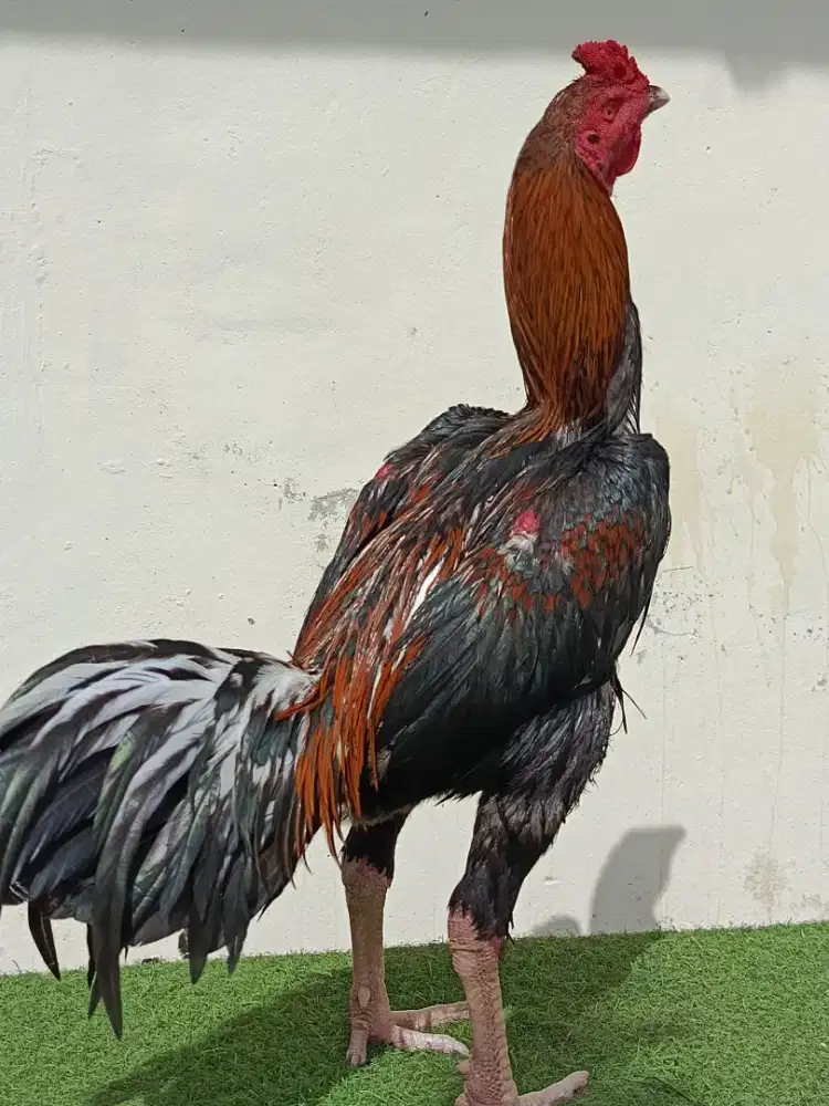 Jual ayam khoytrat