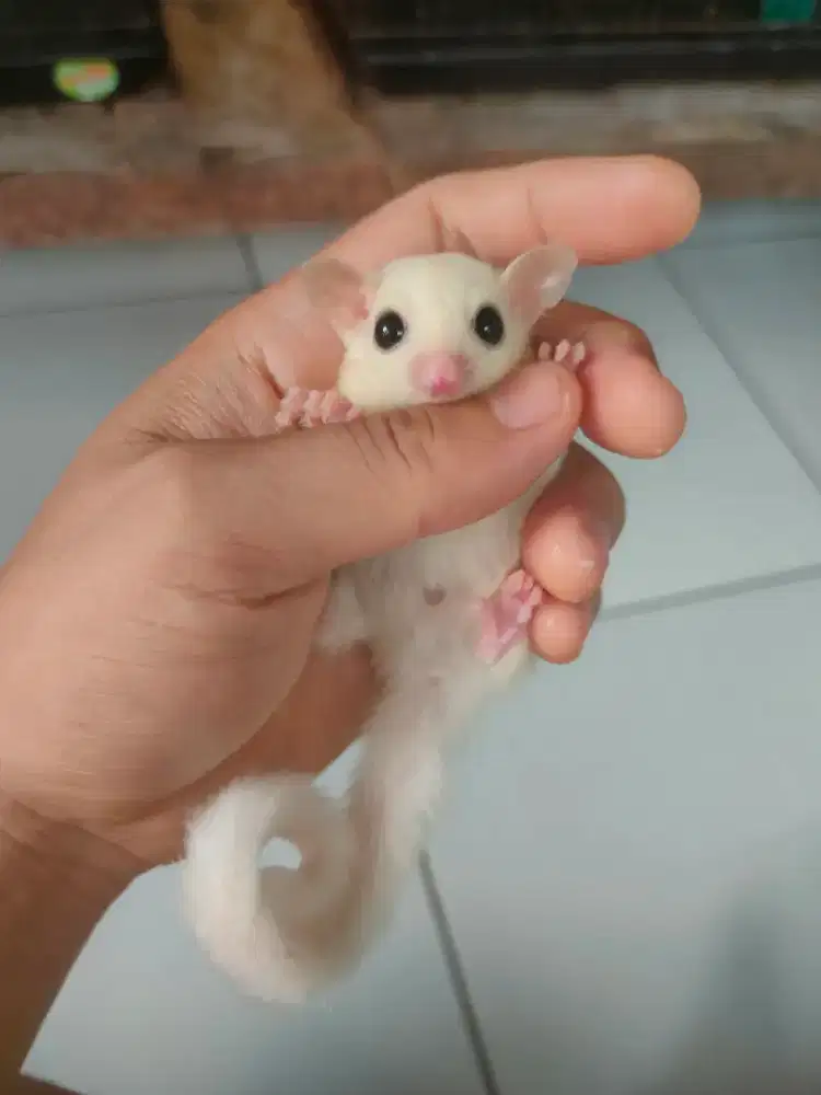 Sugar glider leucistic joey
