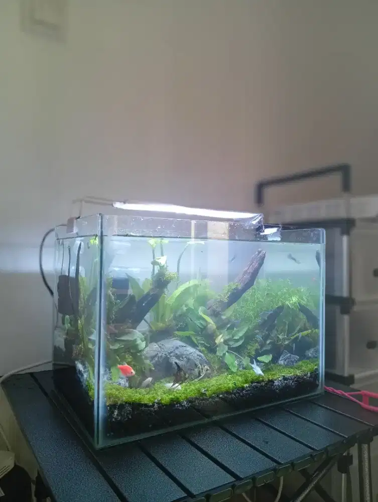 Jasa dekorasi aquascape. Maintenance akuarium dan kolam koi