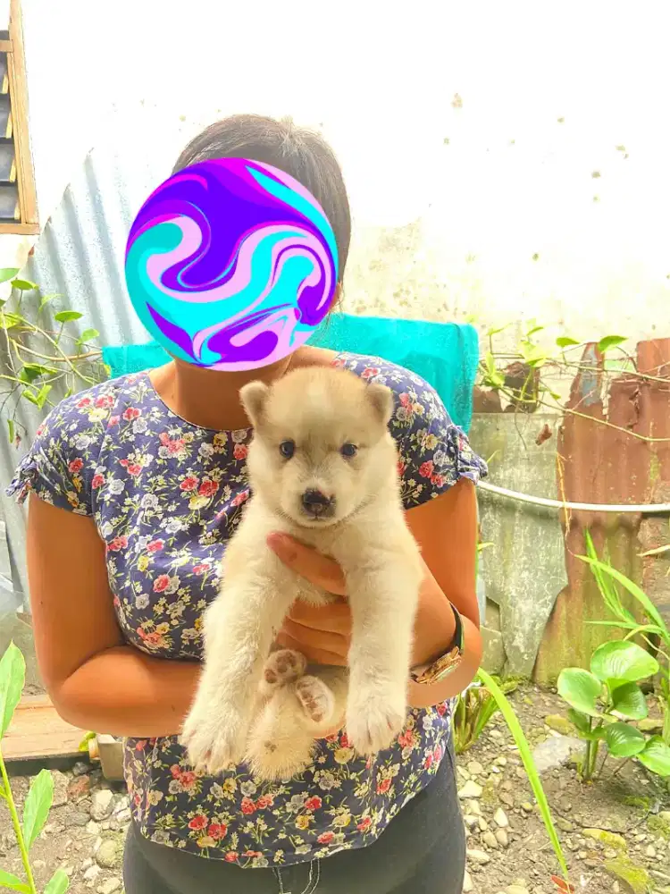 Dijual Anak Husky