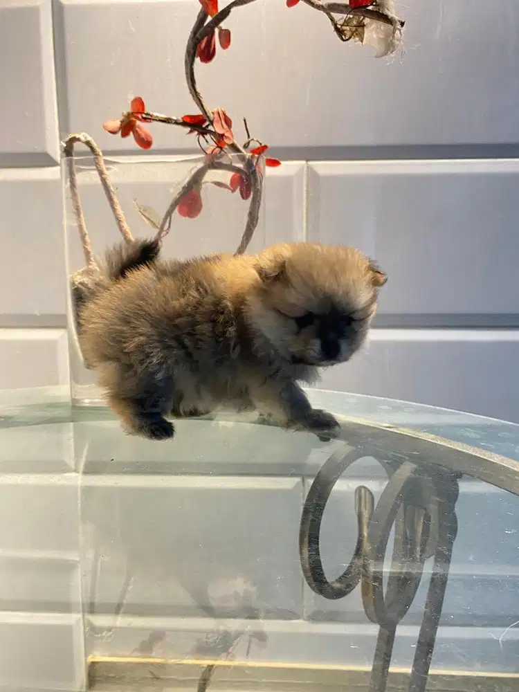 anjing minipom betina high quality