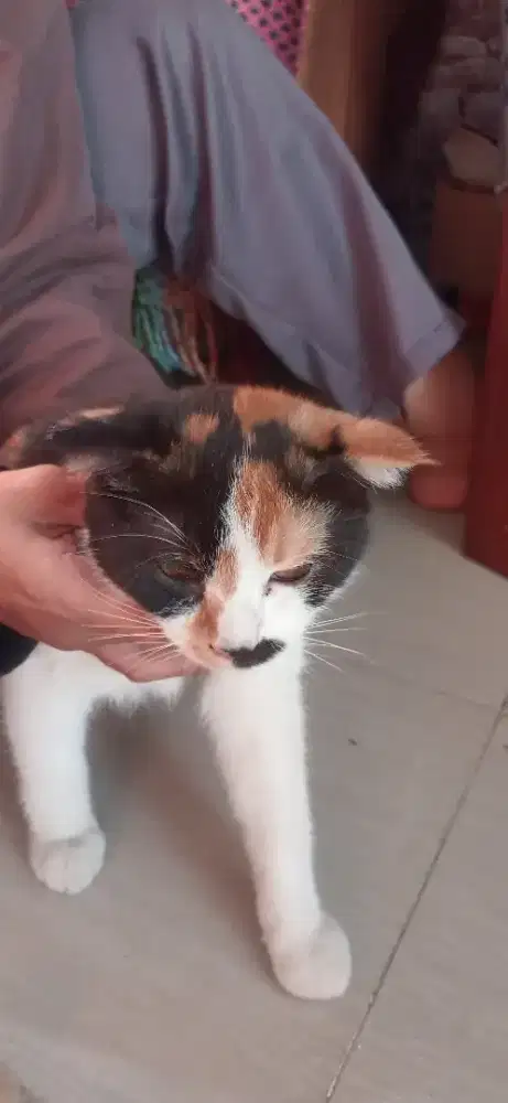 Kucing Calico Scottish fold