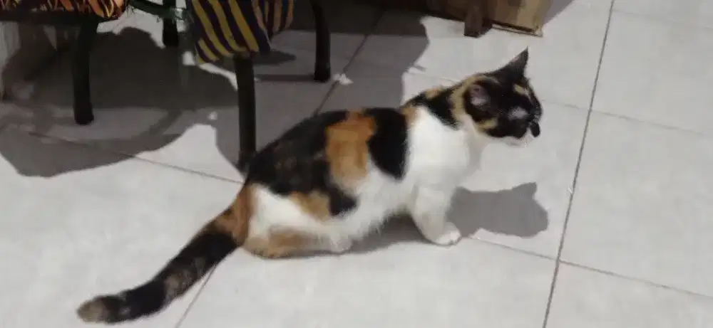 Kucing Muchkin Calico Proven