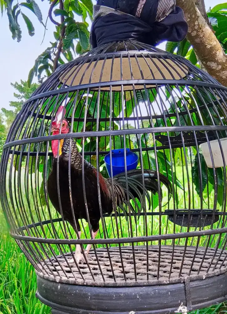 Ayam hutan lombok siap ternak