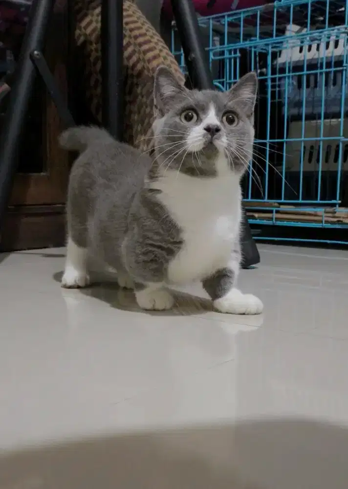 Munchkin Bsh bicolor jantan