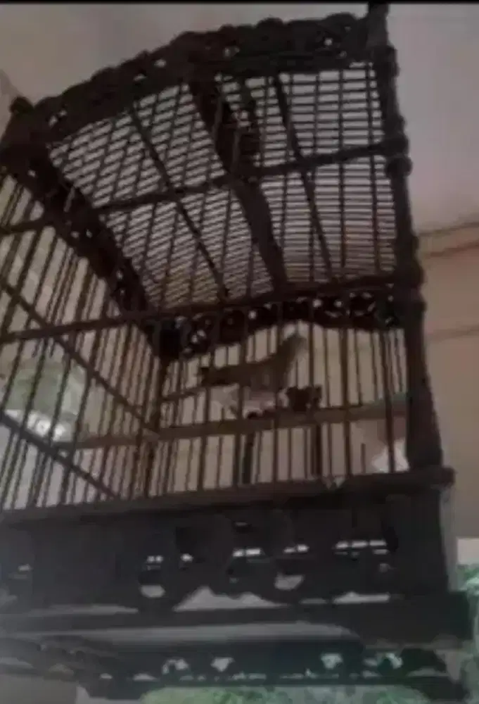 Perkutut lokal gacor